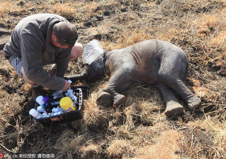 Endangered elephants relocated by crane in Africa