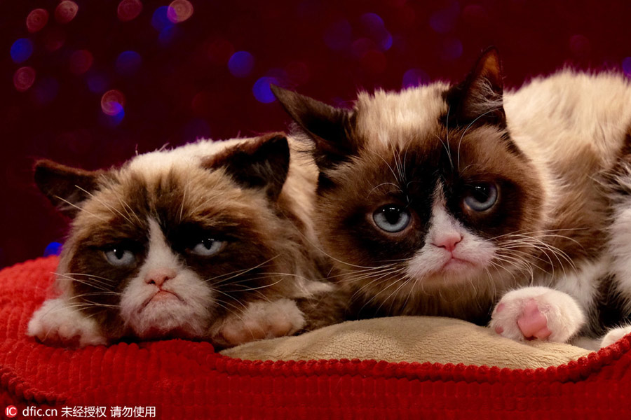 Grumpy Cat welcomes her animatronic figure in Madame Tussauds London