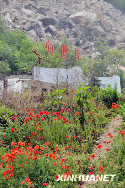 鮮花盛開北川廢墟[組圖]